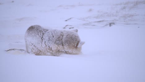 Single-sled-dog-huddles-against-a-snowstorm-on-the-outskirts-of-Ilulissat,-Greenland