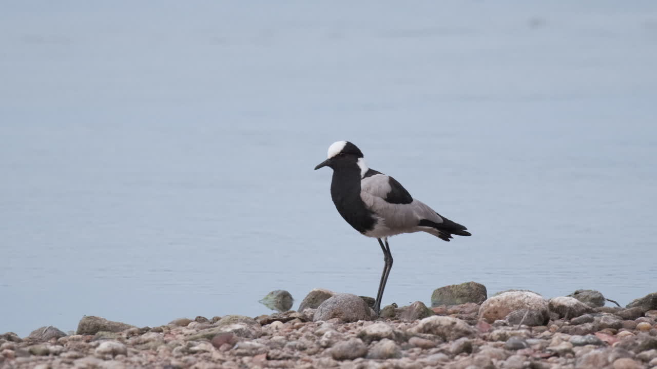 un lapwing de herrero encaramado en la orilla - de cerca