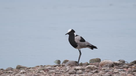 a blacksmith lapwing perched on the shore - close up