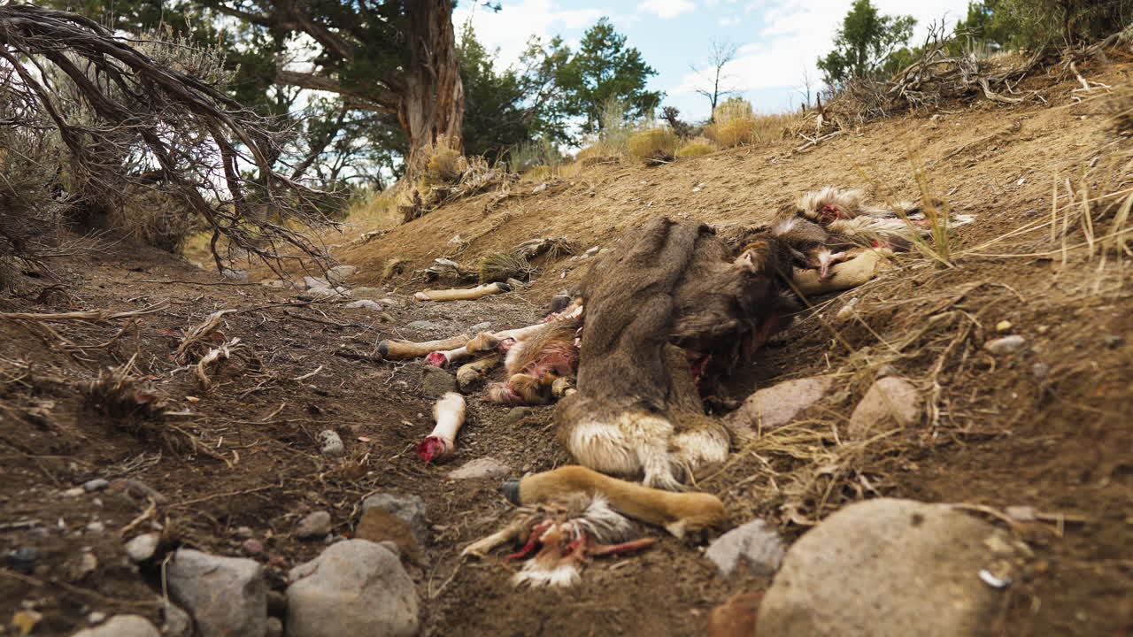 A field with the bones and skin of a mule deer after being field dress. Colorado USA.