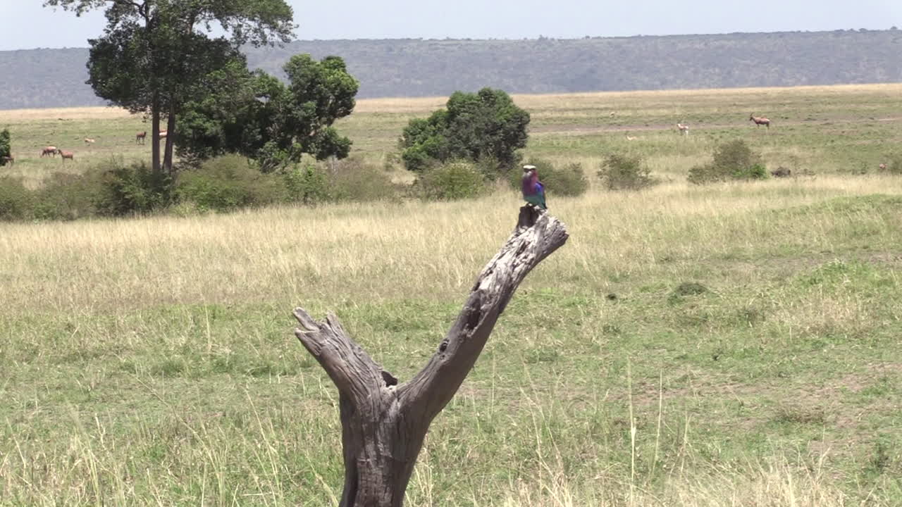 pájaro rodillo de pecho lila posado en una rama de árbol seco en la conservación de olare motorogi, masai mara, kenia - plano general
