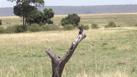 lilac-breasted roller bird perching on a dried tree branch in olare motorogi conservancy, masai mara, kenya - wide shot