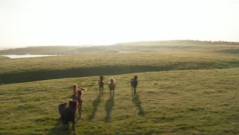 Birds-eye-view-of-wild-horses-pasturing-and-galloping-in-iceland-highlands.-Wild-horses-herd-feeling-free-trotting-in-icelandic-countryside-at-sunset.-Drone-view-of-highlands-with-horses-herd