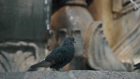 Una-Paloma-Bravía-Que-Se-Queda-Quieta-En-Una-Fuente-De-Agua-En-Antigua,-Guatemala--Enfoque-Selectivo