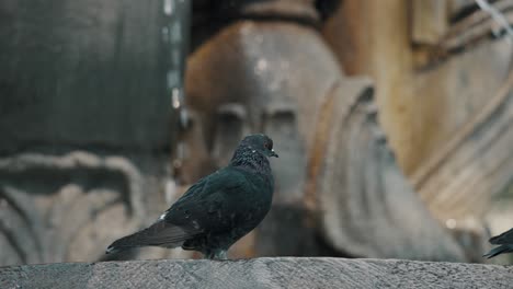 una paloma bravía que se queda quieta en una fuente de agua en antigua, guatemala- enfoque selectivo