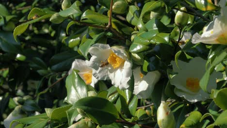 Worker-bee-pollenating-flower-in-the-springtime---slowmotion