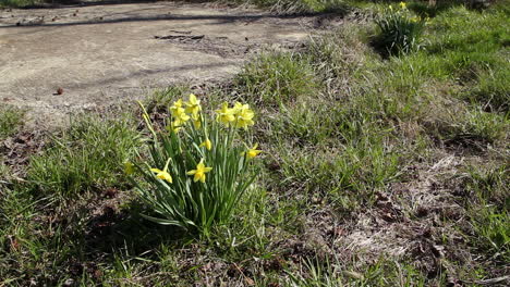 Inclínate-Desde-Los-Narcisos-Que-Sopla-El-Viento-Hasta-Una-Vieja-Y-Espeluznante-Granja-Rural-Abandonada