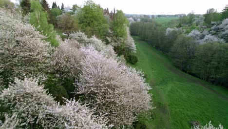 valle de cerezos blancos en flor