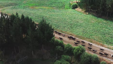 Herd-of-cows-walking-calmly-on-dirt-road-towards-new-feeding-grounds,-aerial