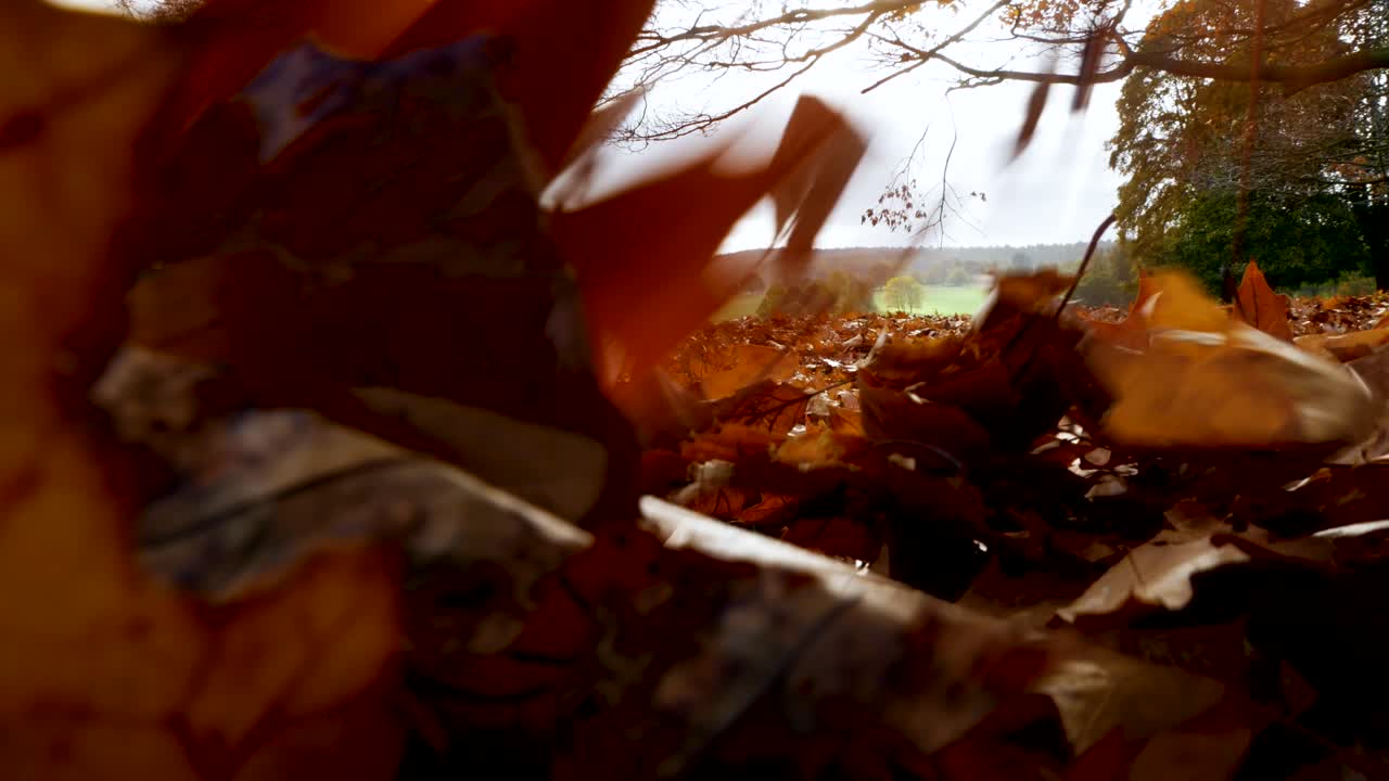 카메라를 가리기 위해 떨어지는 나뭇잎