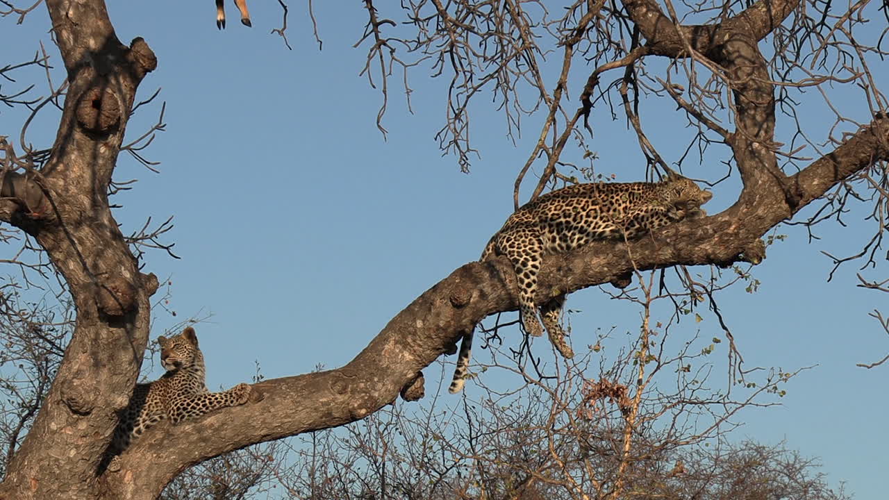 dos leopardos descansando en un árbol durante el día