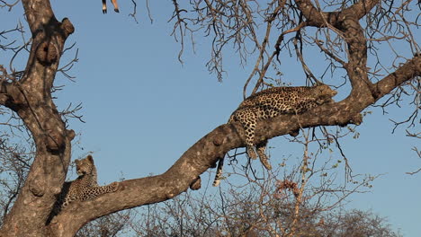 two leopards resting in a tree during the day