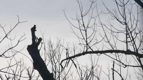 Un-Gran-Buitre-Despega-De-Una-Rama-De-árbol-Muerta