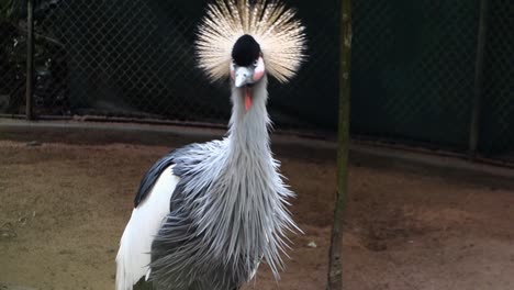 beautiful grey crowned crane, balearica regulorum, looking around curiously