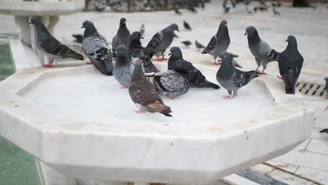 pigeons at a fountain