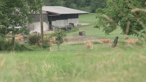 plano general de un rebaño de vacas pastando en un campo agrícola