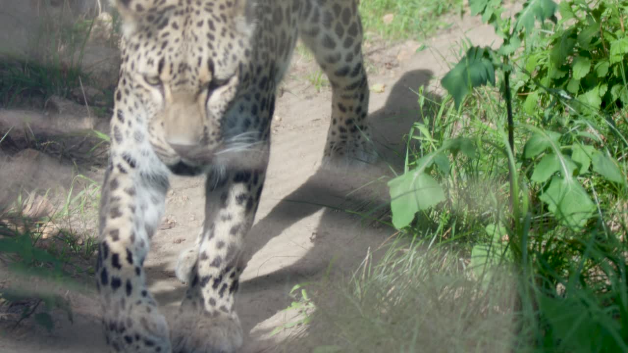 Leopard moves slowly through sunlit grass, enclosure reflections visible, close-up, steady camera, natural habitat
