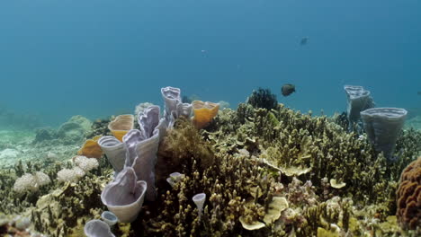 stunning hard vase corals on the reef with black fish swimming