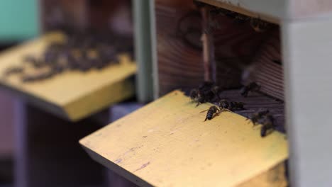 Beehive-entry-with-bees-walking-and-flying