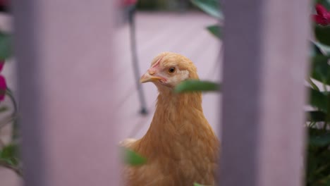 Hier-Haben-Wir-Ein-Paar-Schöne-Rote-Hühnerhühner,-Die-Gerade-Essen-Und-Durch-Den-Garten-Im-Hinterhof-Wandern