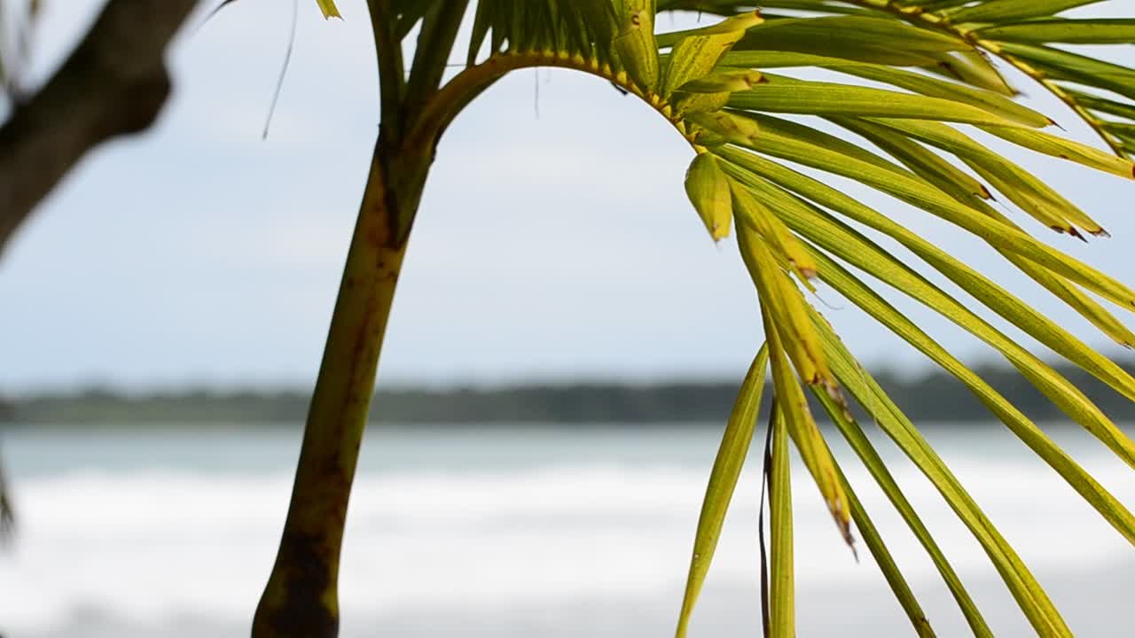 primer plano de una hoja de palma verde brillante ondeando pacíficamente en el viento mientras las olas del mar caribe chocan contra la costa