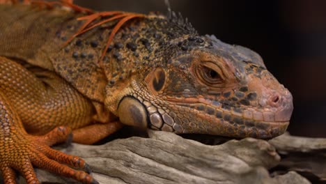 acercándose a la cara de una iguana escamosa sobre un trozo de madera