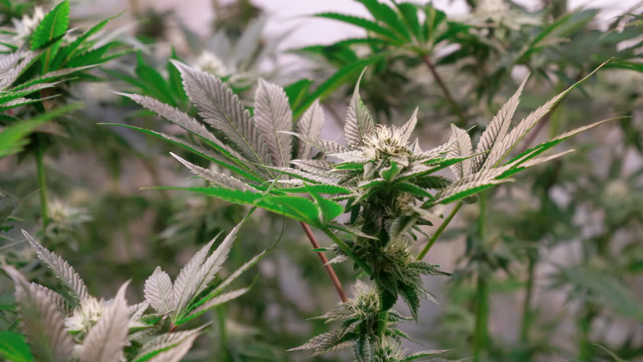 개화 단계에서 성장 텐트에서 자라는 대마초 식물의 샷