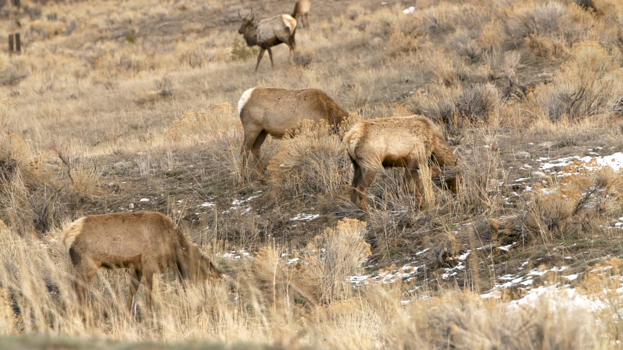 cow elk grazing while a bull elk passes in the back ground