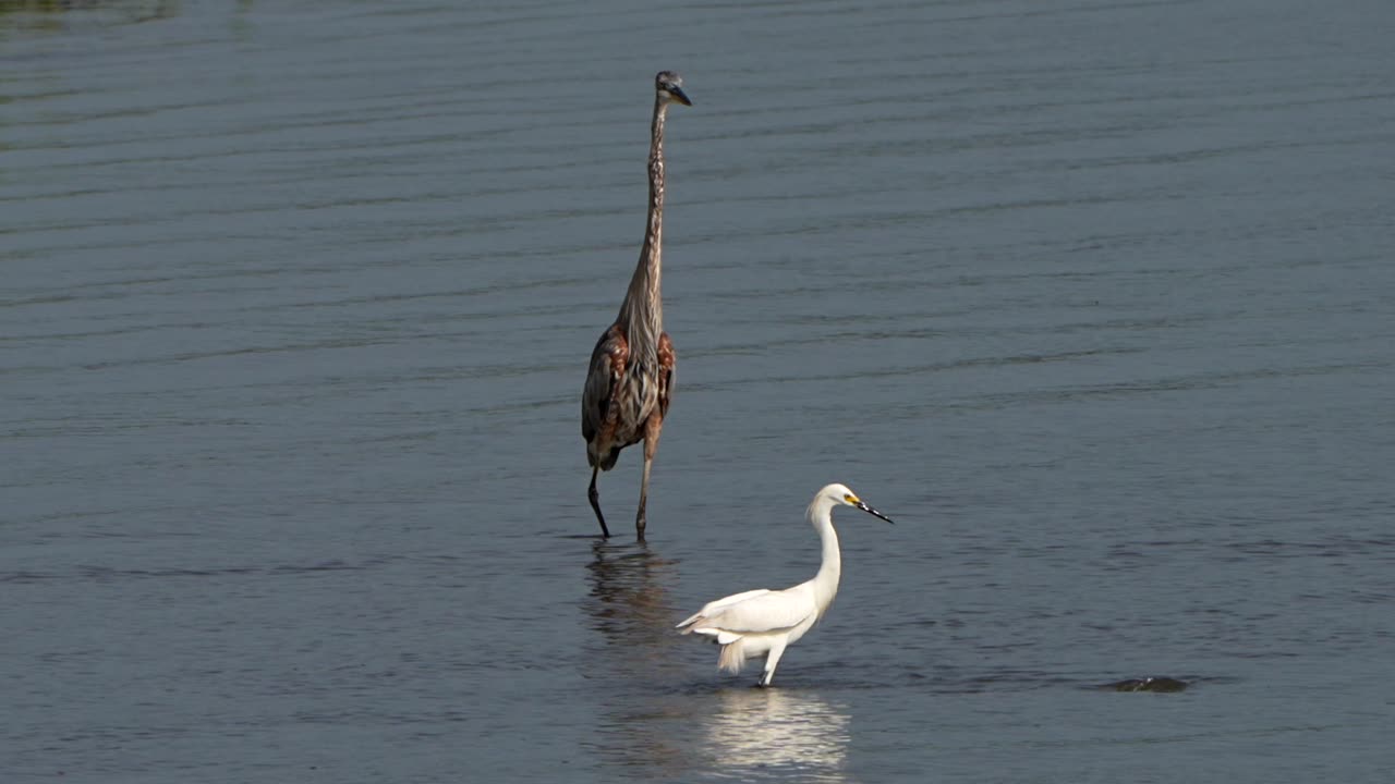 Snowy egret flies from a great blue heron