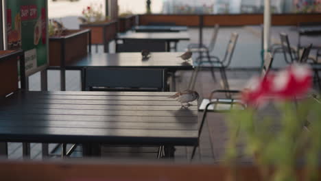 outdoor cafe tables with sparrows perched on them, potted plants surrounding the tables, and a quiet street scene in the background, showcasing a peaceful, vibrant urban atmosphere