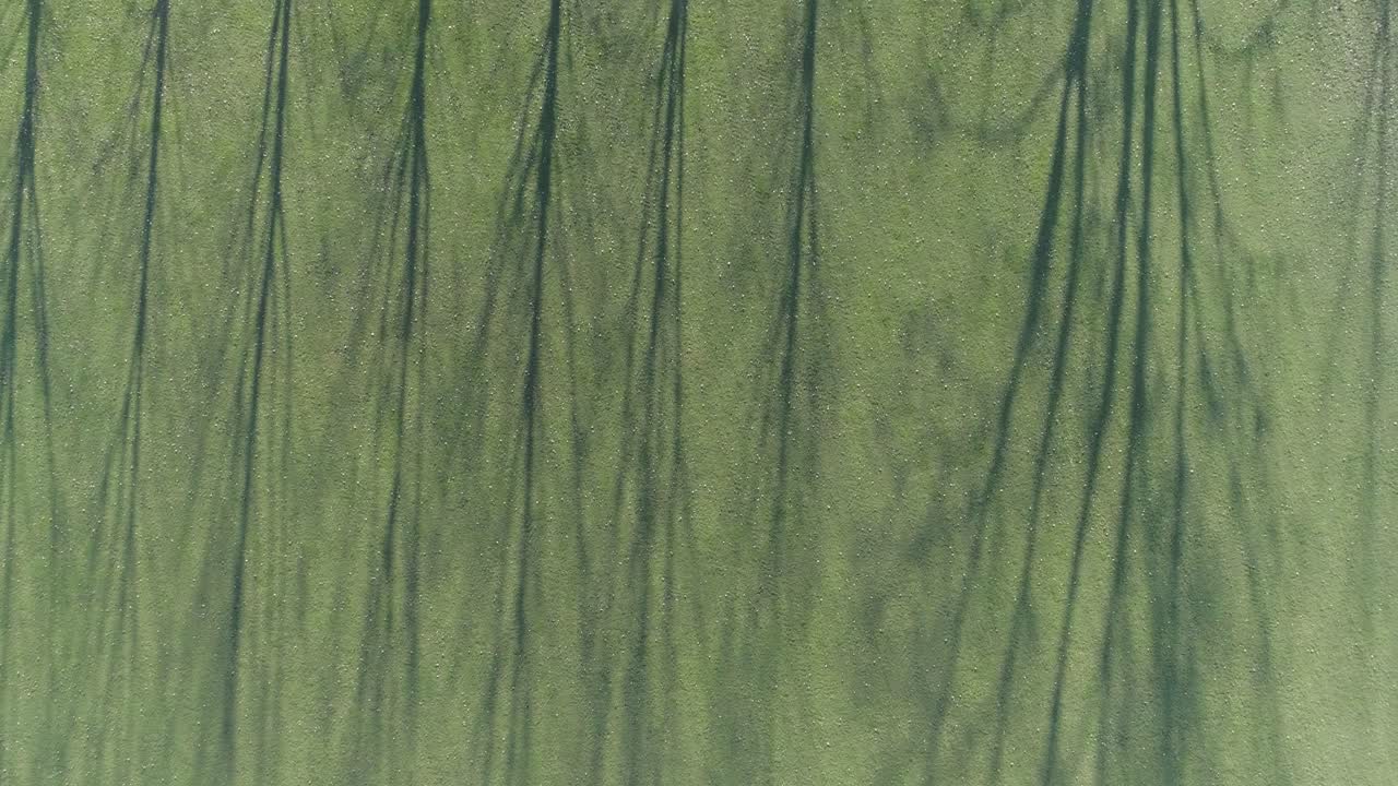 tiro de drone de la línea de árboles y la sombra en el campo de hierba