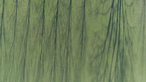 Drone-shot-of-treeline-and-shadow-on-grass-field