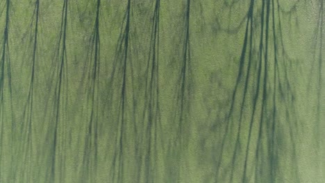 tiro de drone de la línea de árboles y la sombra en el campo de hierba