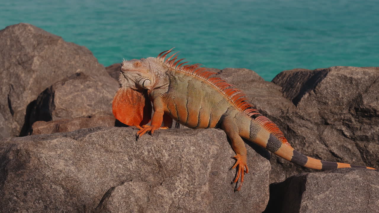 Iguana sulle rocce sull'oceano