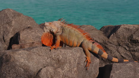 iguana on rocks by the ocean