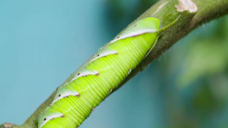 A-caterpillar-in-a-tomato-plant