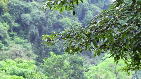 dense forest landscape with vibrant foliage