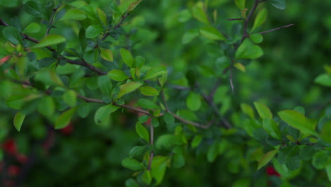 tree branches blossoming among green leafs with small red flowers in background.