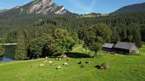 side lake beach and livestock sheep goat cow to make fresh healthy organic local food dairy milk in highland rural area switzerland people in alpine alps mountain green field in swiss obersee nafels