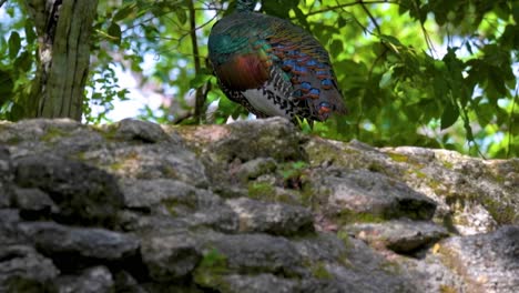 a wild turkey with iridescent plumage perched on a rock amidst lush greenery in its natural forest environment