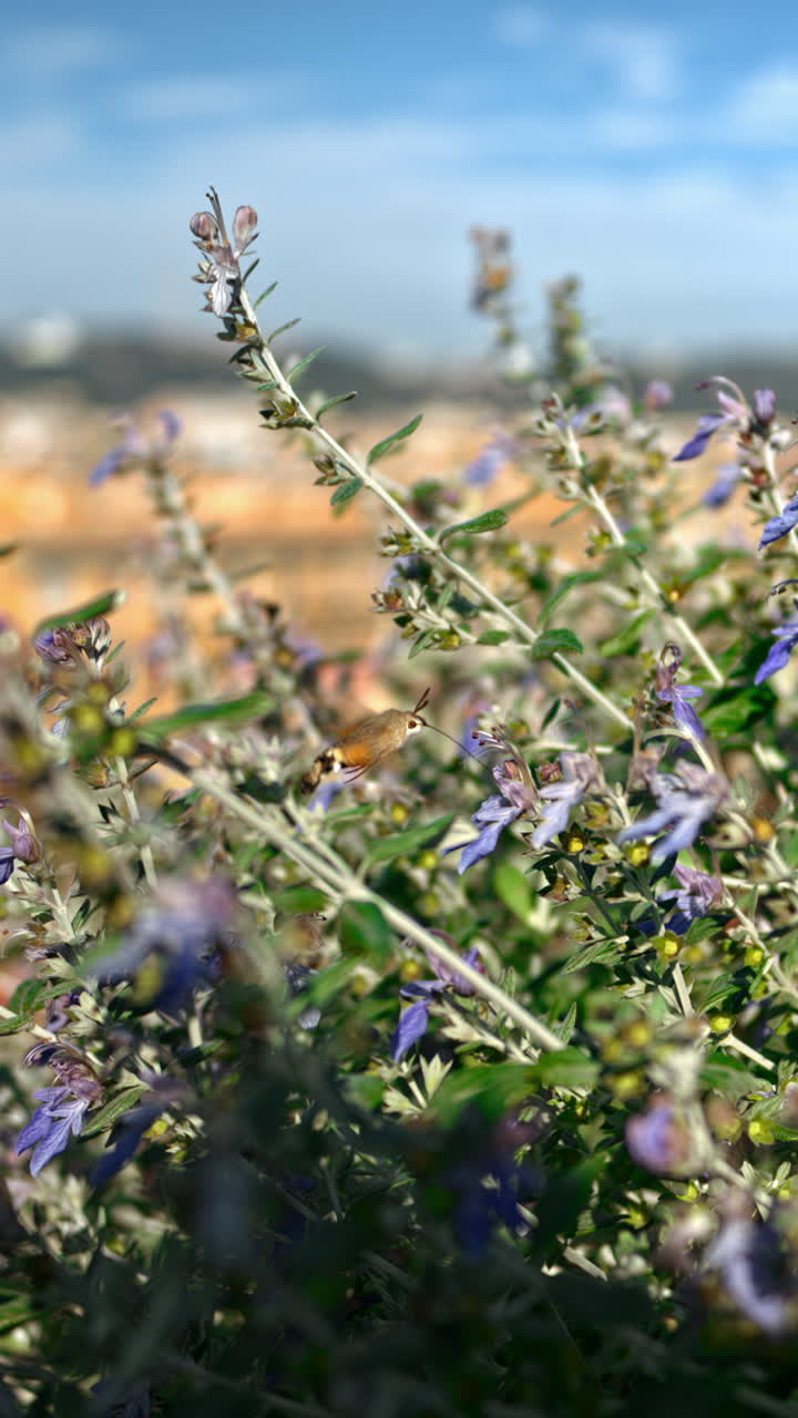 Small insect sucking nectar from a purple flower with a panoramic view of Vatican City, Rome, Italy. Vertical