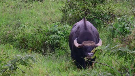 el gaur o el bisonte indio es un animal masivo como el bovino existente más grande encontrado en el sur y sureste de asia que está clasificado como vulnerable debido a la pérdida de hábitat y la caza