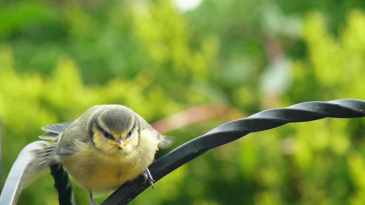 자리에 앉은 탐욕스럽고 뚱뚱한 푸른박새가 날개를 흔들며 부모에게 먹이를 달라고 지저귀는 모습