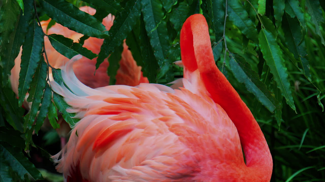 Close up of a beautiful, pink flamingo standing in water at a zoo