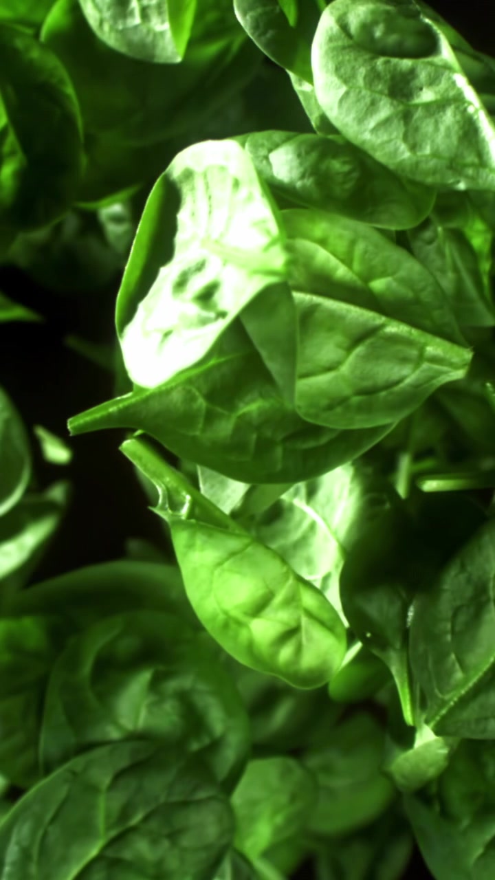 Foglie di spinaci verde brillante che entrano a fuoco