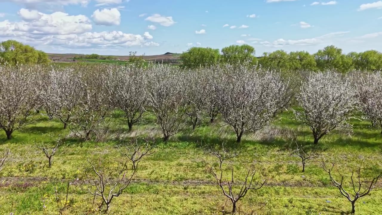 Frutteto in fiore in primavera con cielo sereno ed erba verde sotto un sole splendente
