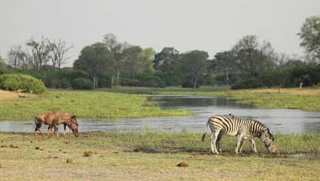 Breite-Aufnahme-Von-Steppenzebras-Und-Tsessebes,-Die-Am-Fluss-Trinken,-Khwai-Botswana