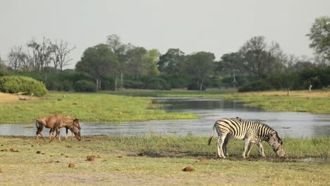 toma amplia de cebras y tsessebes de las llanuras bebiendo en el río, khwai botswana