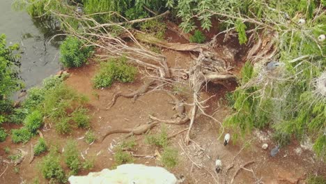 Drone-Aéreo-Tres-Lagartos-Monitores-De-Agua-Gigantes-En-Una-Isla