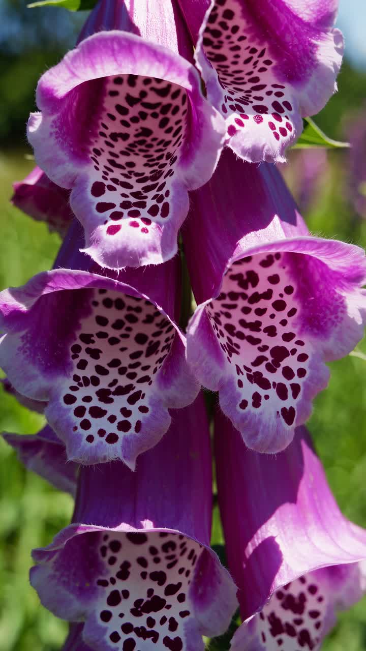 Primo piano di vivaci fiori di digitale viola che sbocciano in un campo soleggiato